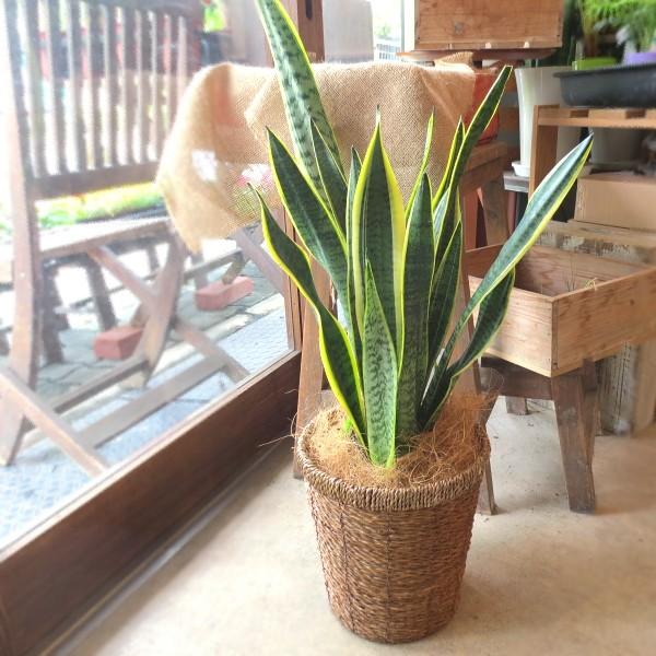 サンスベリア ローレンティー 6号鉢サイズ 鉢植え 観葉植物 ミニ