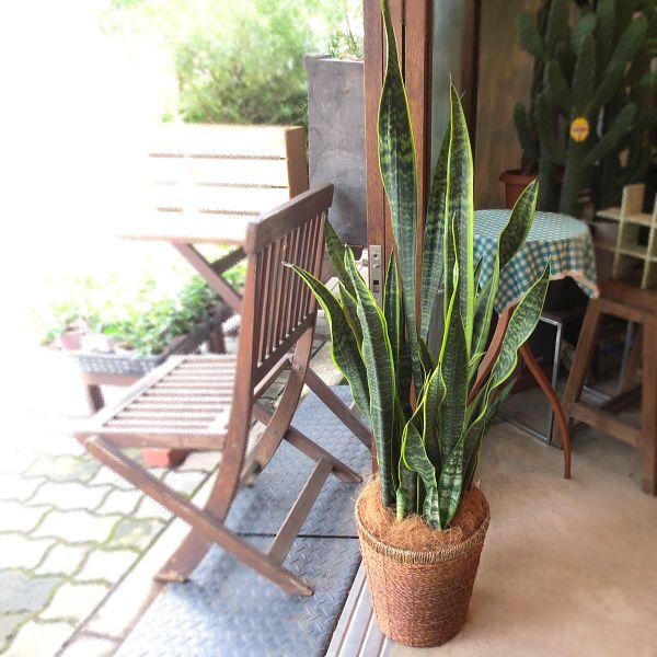 サンスベリア ローレンティー 7号鉢サイズ 鉢植え サンセベリア