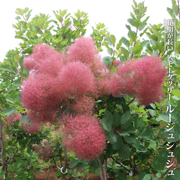 hanahirobaonline_value841