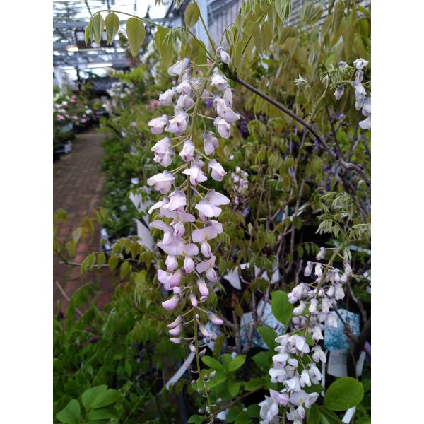 hanaikushop_ki-kaboku-423