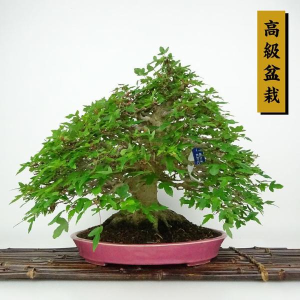 haniwa-bonsai_075-234000-03