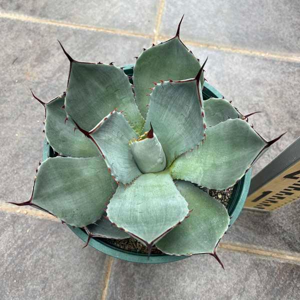 アガベ パリー トルンカータ トランカータ 新築祝い ドライガーデン