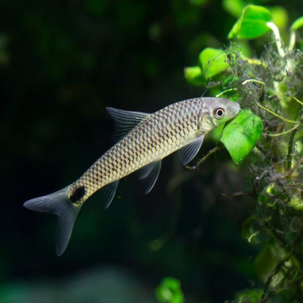 熱帯魚 コイ科 シルバーフライングフォックス 約3.5cm 3匹 【水槽の