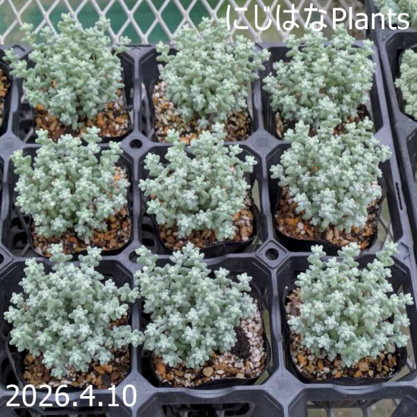 セダム ブレビフォリウム（木立性） : にじはなPlants - 通販 - Yahoo