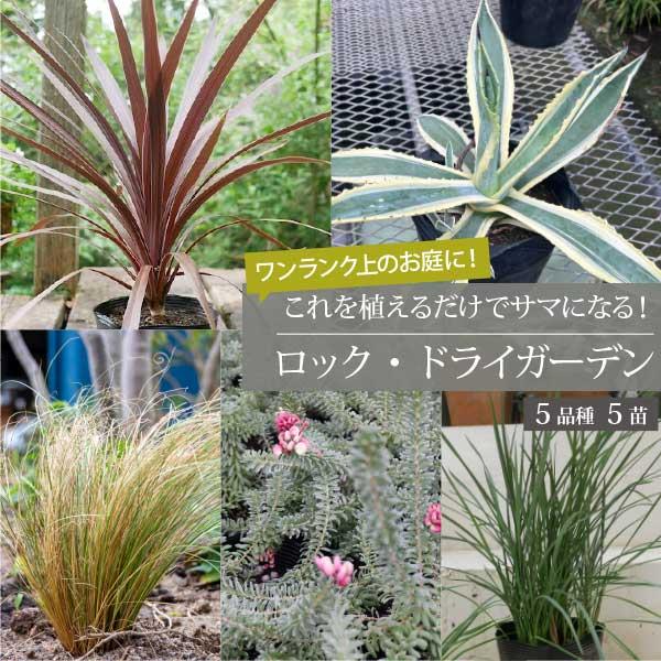 3月中旬以降発送** ロックガーデンセット これを植えるだけでお洒落