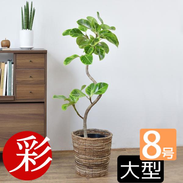観葉植物 本物 フィカス アルテシーマ バリエガタ 8号鉢 曲がり樹形