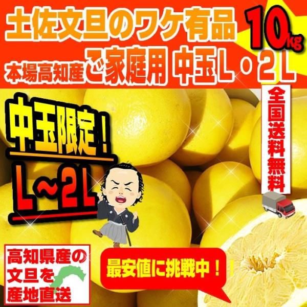 土佐文旦 本場高知産 中玉L・2L サイズ約10kg ワケ有ご家庭用