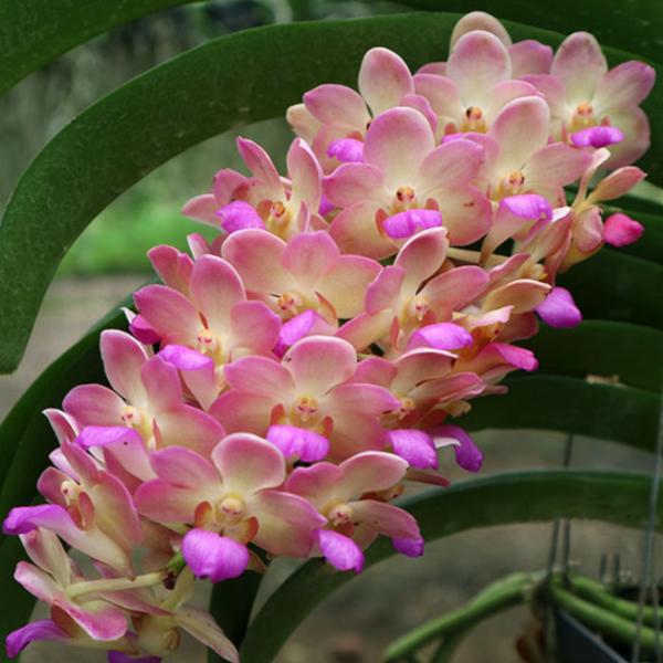 洋ラン 苗 ウッティパナラ マヌーンヤ(Wuttipanara Manoonya