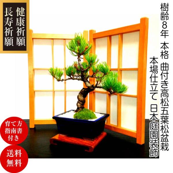 盆栽 松 樹齢8年 特選 曲付き 高松五葉松 室内 初心者 おしゃれ