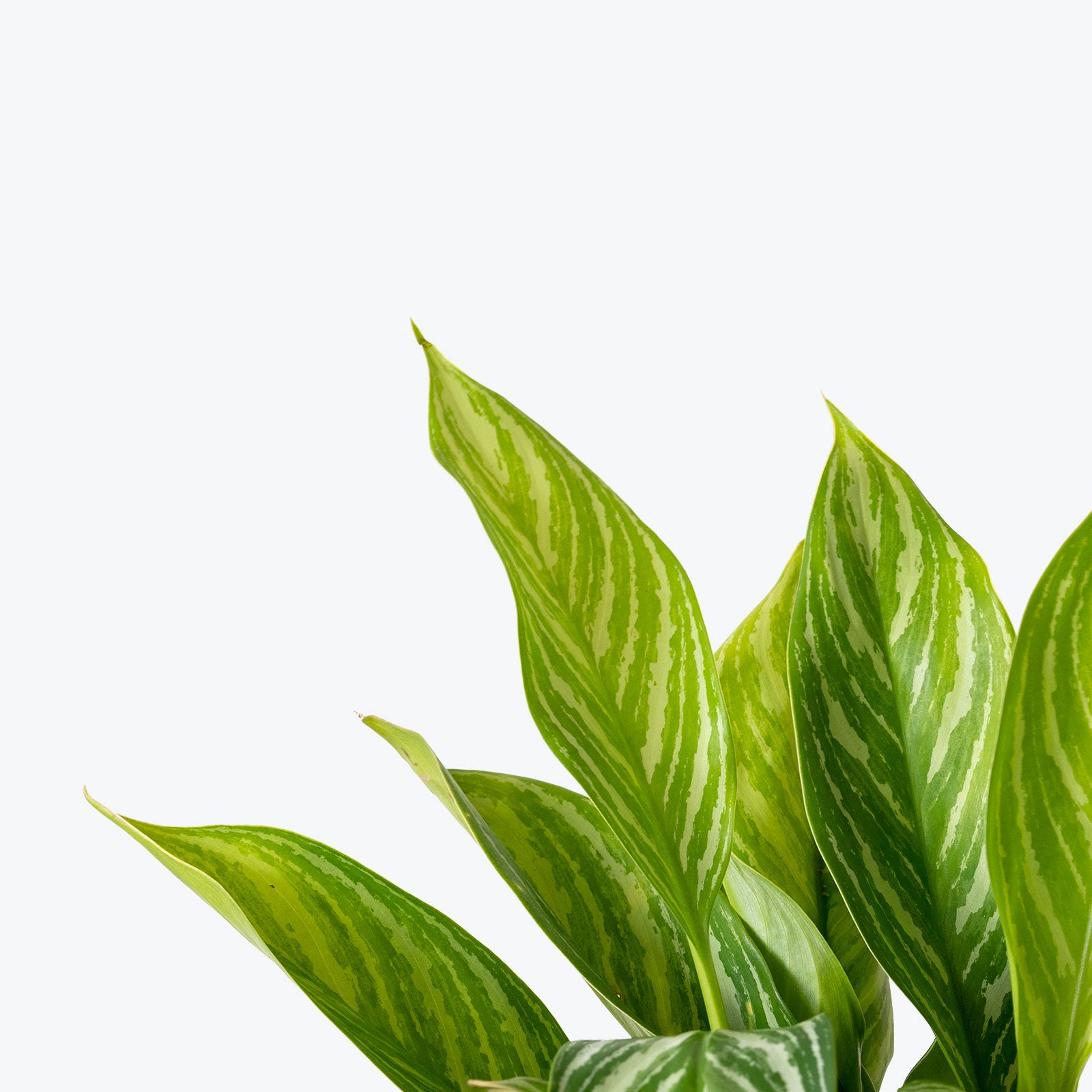 Chinese Evergreen Aglaonema Stripes - House Plants Delivery