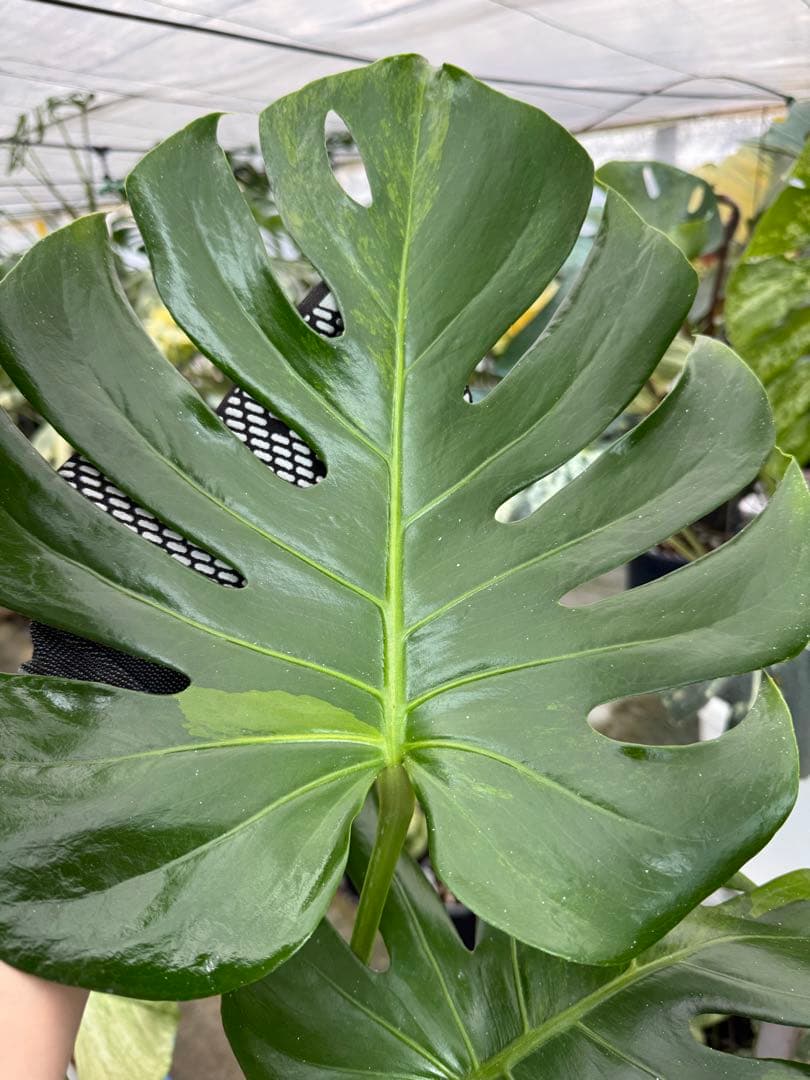 モンステラ グリーンオングリーン（GOG） – JolieNursery