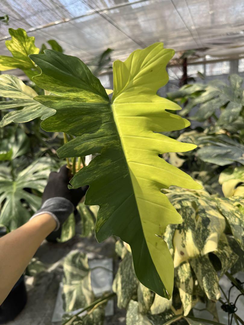 フィロデンドロン キティナ (フロリダビューティー x マヨイ