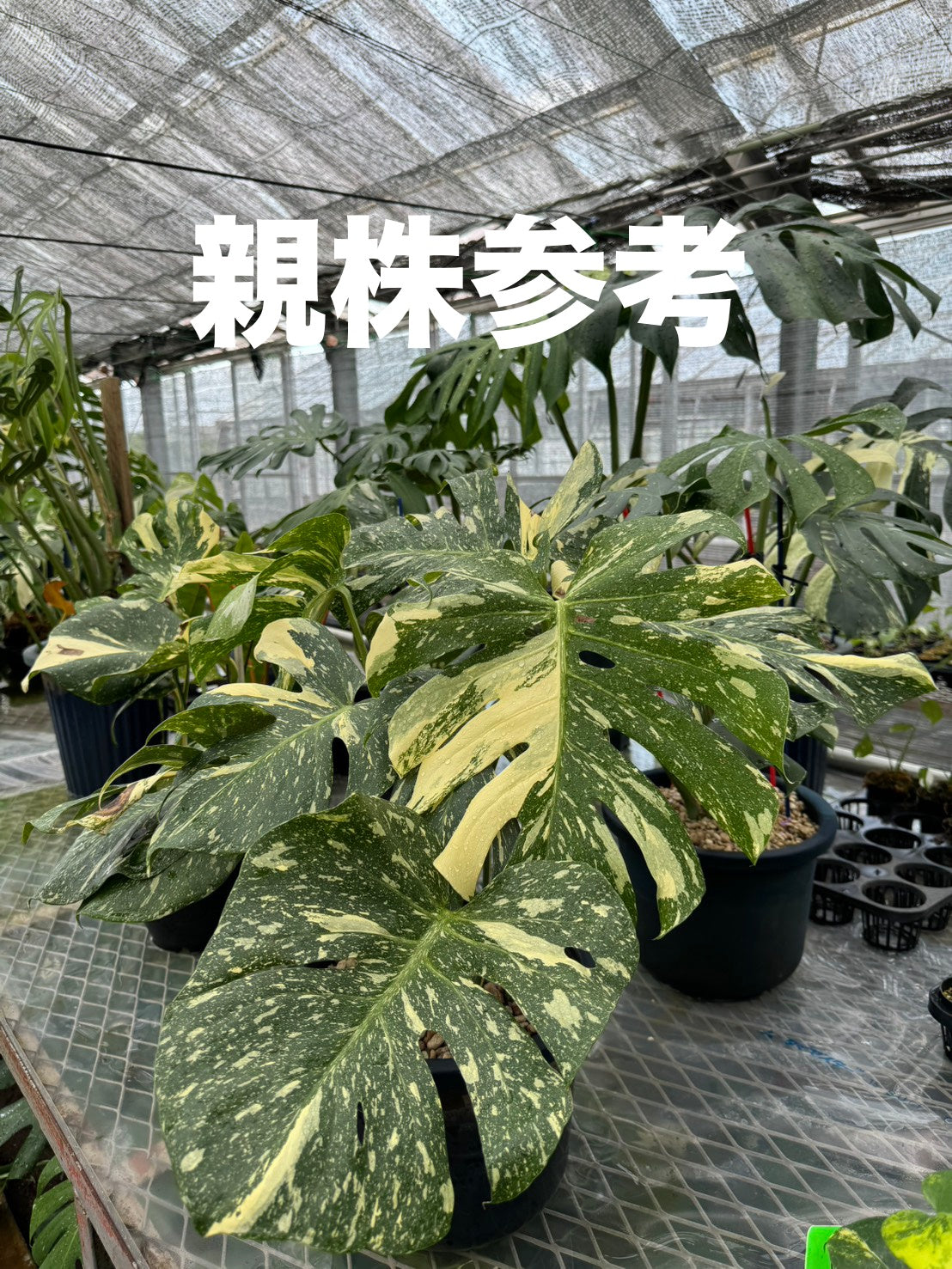 最高峰の星空斑】モンステラ デリシオーサ タイコンステレーション