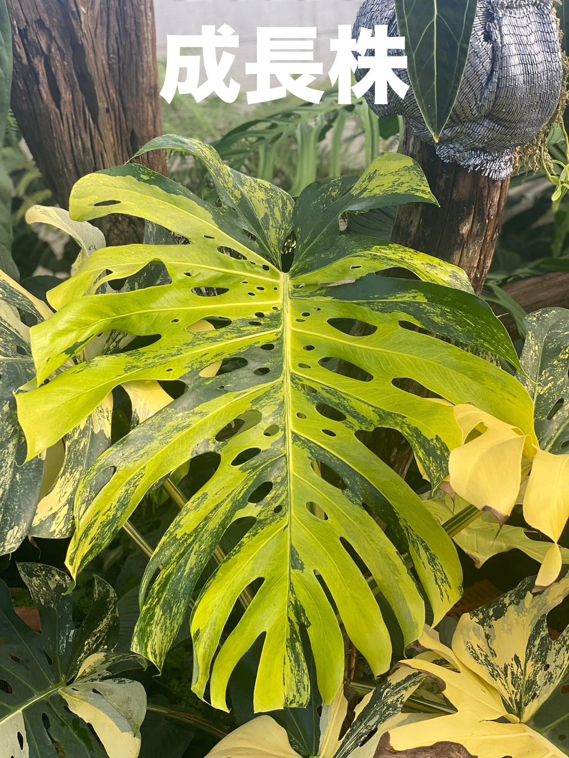 極上黄斑】モンステラ・デリシオーサ 'イエローマリリン'（イエロー