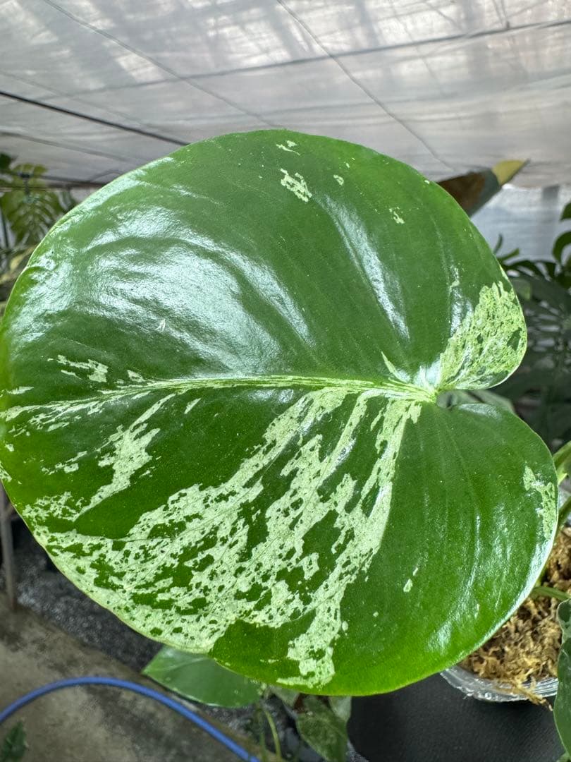 モンステラ デリシオーサ ベトシオーサ – JolieNursery