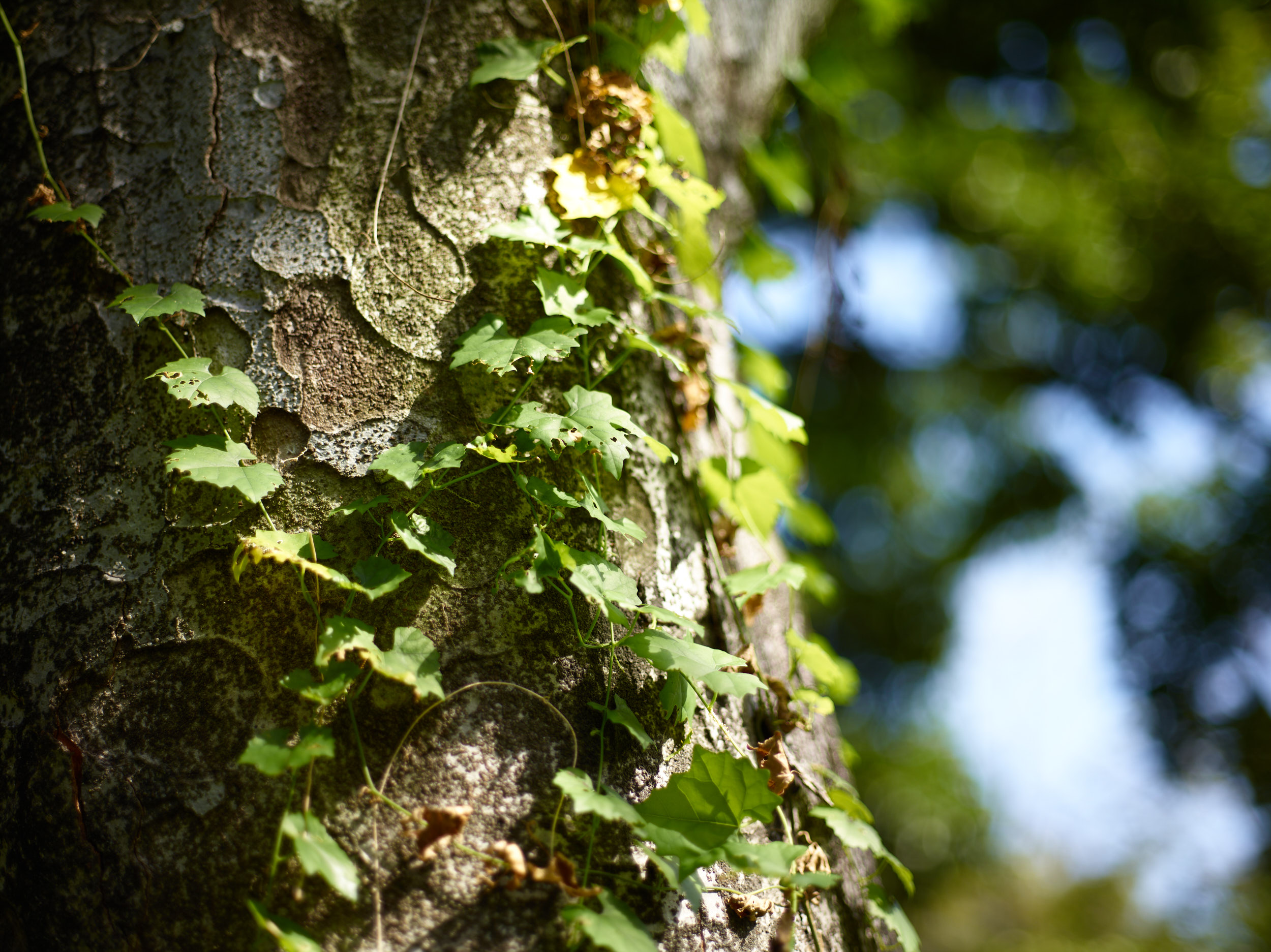 MAMIYA SEKOR C 80mm F1.9 中判を彩った標準レンズ Vol.30 [中判カメラ