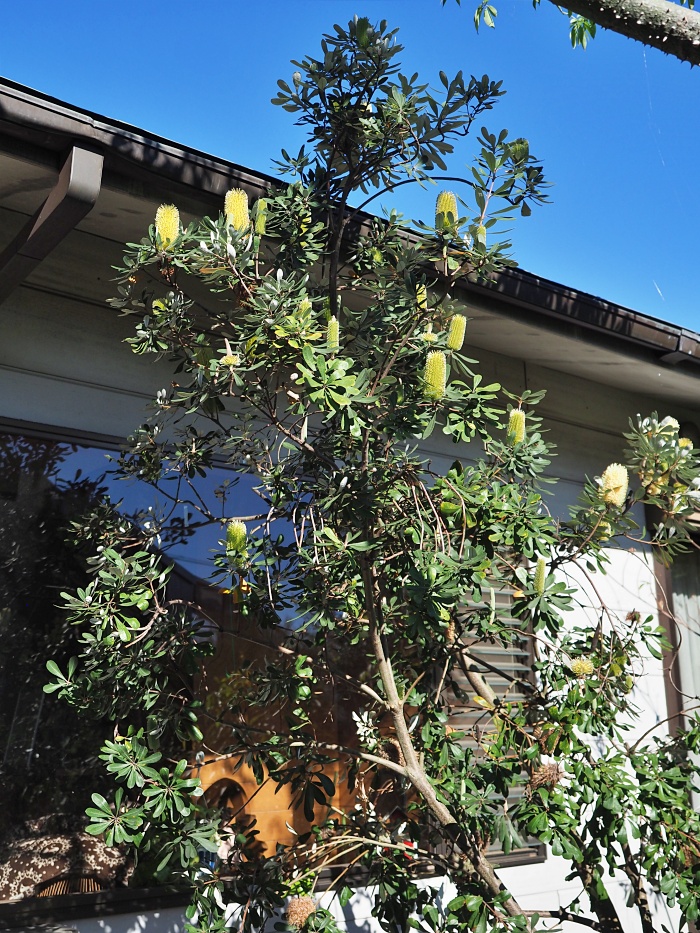 コースト・バンクシア