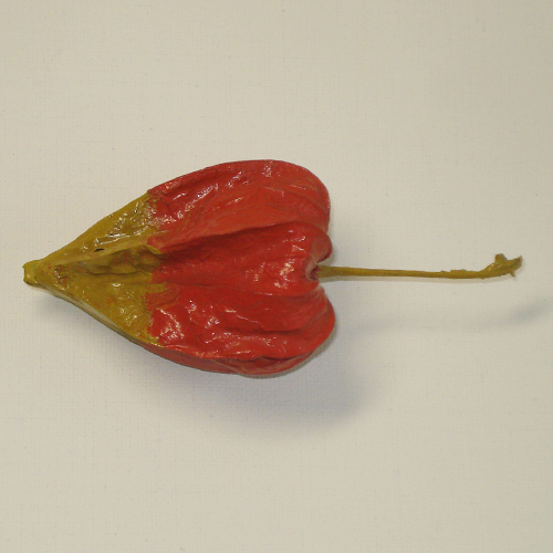 輪島塗 香合 -鬼灯 (ほうずき) - 内面梨地｜輪島市の輪島塗漆器販売