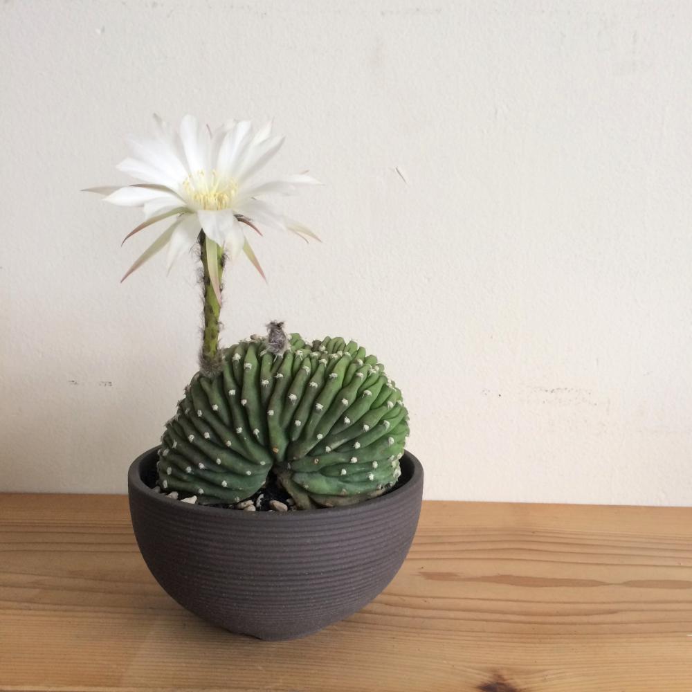 サボテン・大豪丸・綴化/盆栽、多肉植物、塊根植物、観葉植物通販