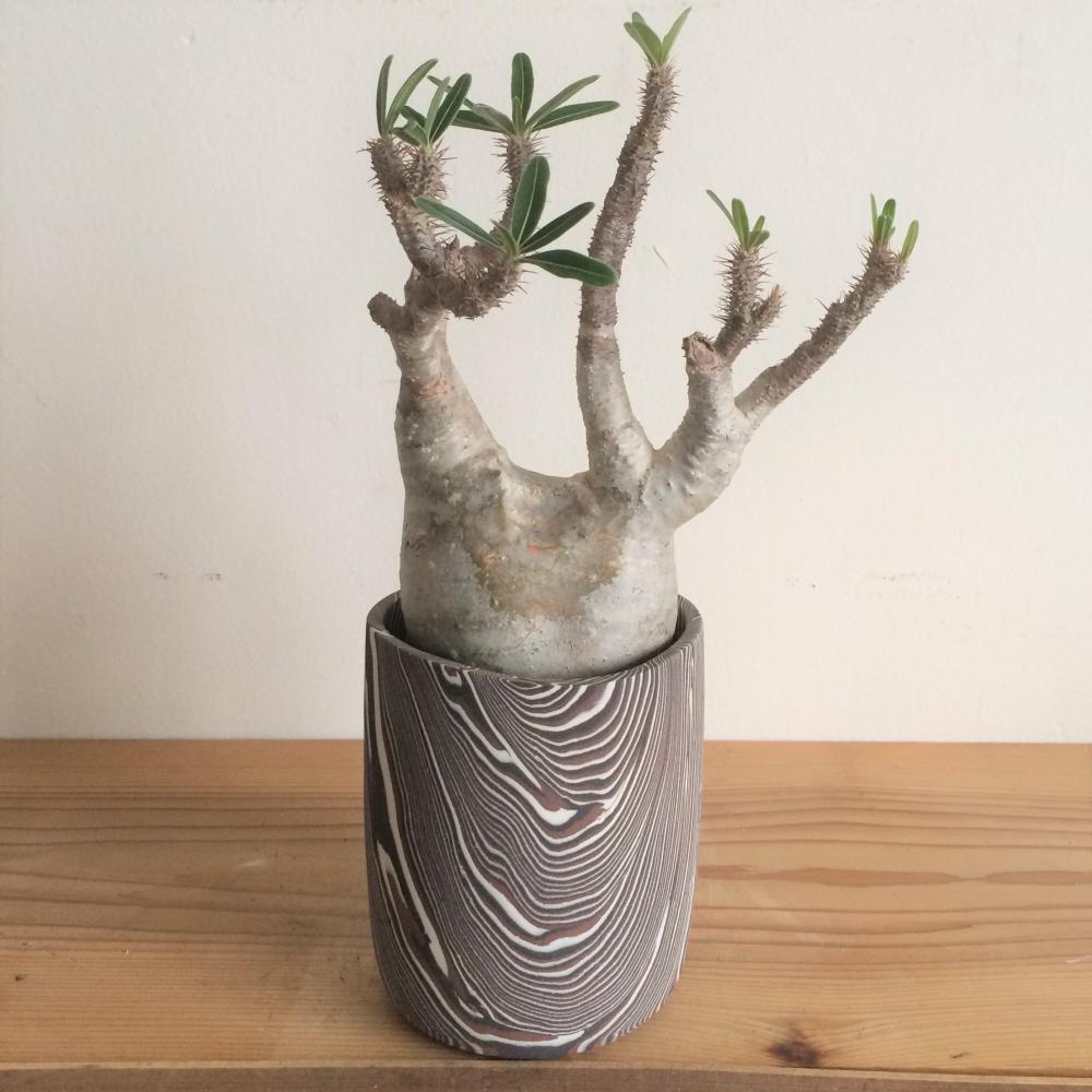 パキポディウム・グラキリス/盆栽、多肉植物、塊根植物、観葉植物通販