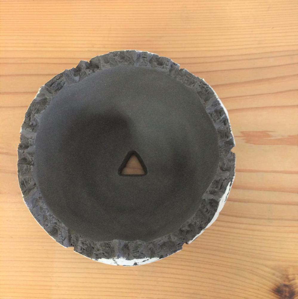 Konect white fang 【S size】/盆栽、多肉植物、塊根植物、観葉植物