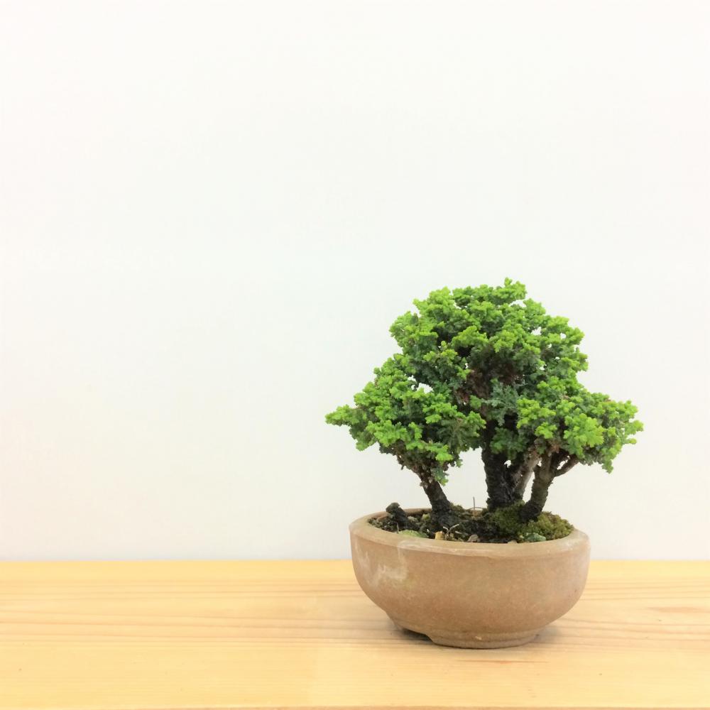 盆栽 石化桧/盆栽、多肉植物、塊根植物、観葉植物通販/KIDORI -キドリ-