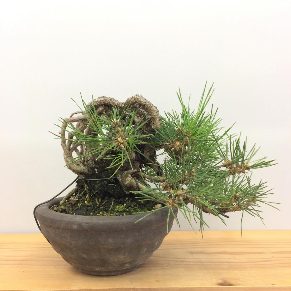 盆栽 黒松/盆栽、多肉植物、塊根植物、観葉植物通販/KIDORI -キドリ-