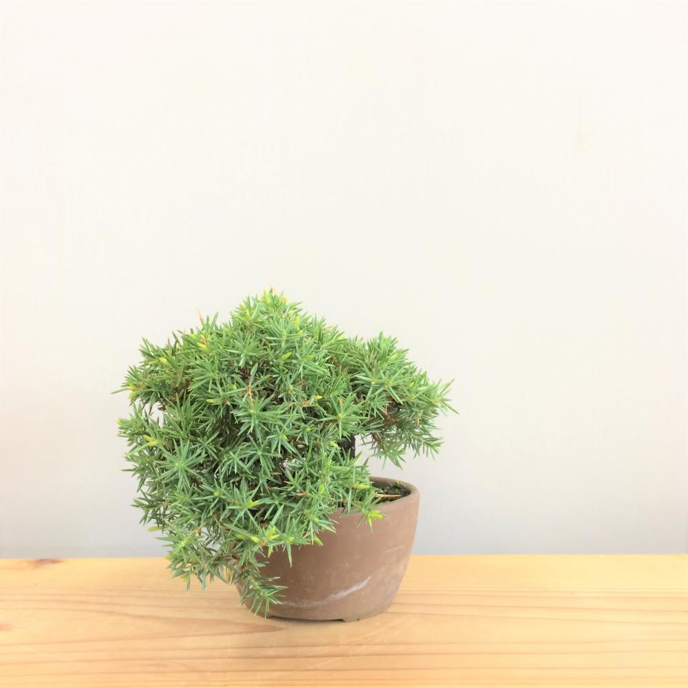 盆栽 八ツ房杜松/盆栽、多肉植物、塊根植物、観葉植物通販/KIDORI -キドリ-