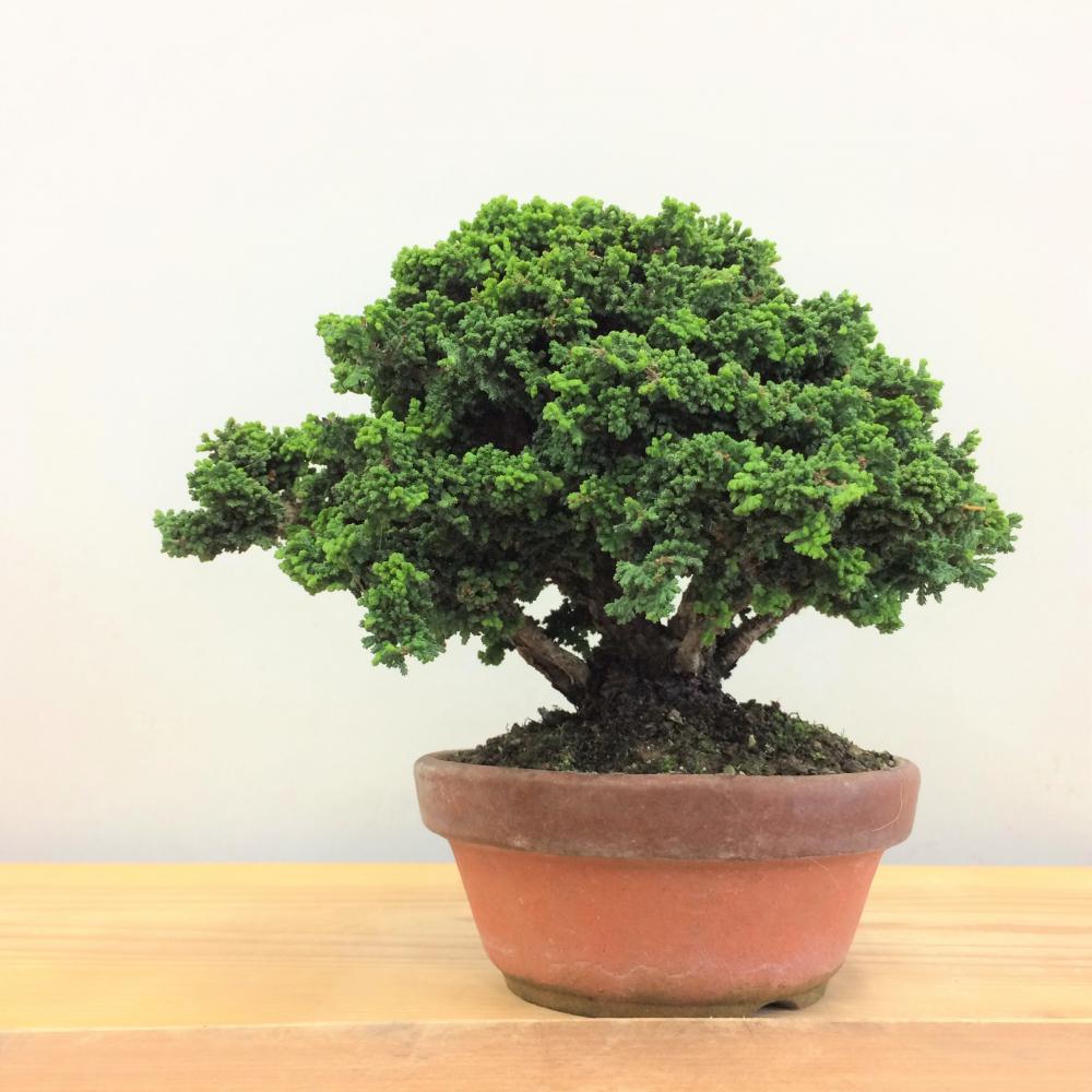 盆栽 石化桧 no.3/盆栽、多肉植物、塊根植物、観葉植物通販/KIDORI