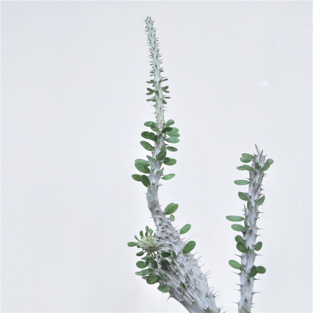 アローディア・プロセラ・綴化/盆栽、多肉植物、塊根植物、観葉植物