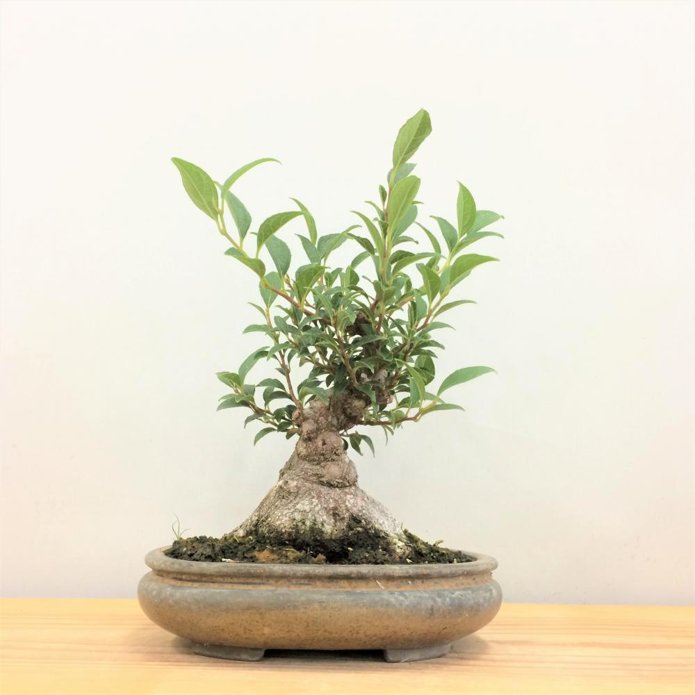 盆栽 八ツ房エゴノキ /盆栽、多肉植物、塊根植物、観葉植物通販/KIDORI