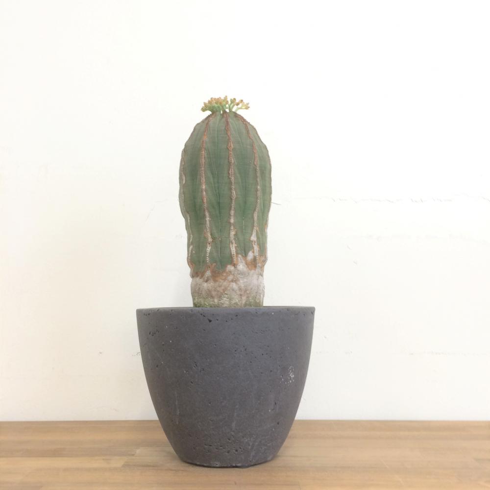 ユーフォルビア オベサ 大株/盆栽、多肉植物、塊根植物、観葉植物通販