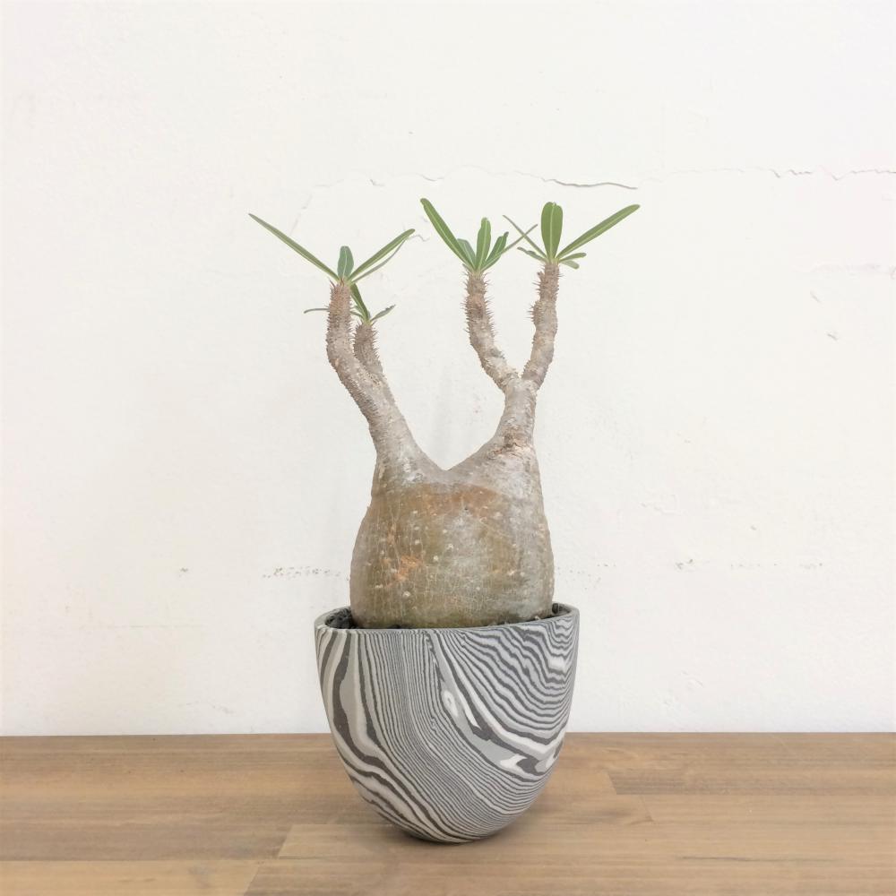 パキポディウム・グラキリス/盆栽、多肉植物、塊根植物、観葉植物通販