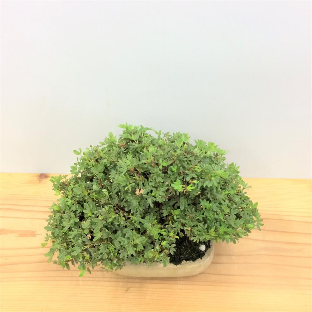 盆栽 金露梅 -キンロウバイ-/盆栽、多肉植物、塊根植物、観葉植物通販