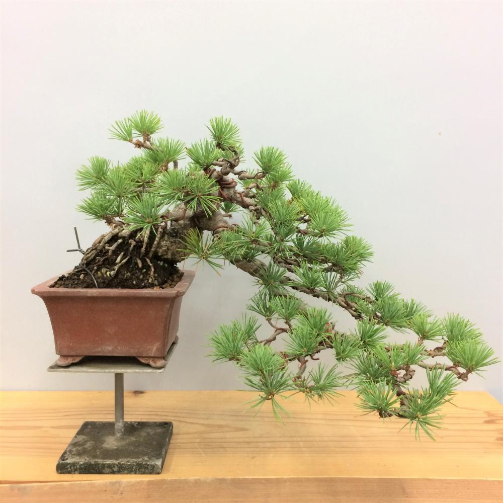 盆栽 五葉松 懸崖/盆栽、多肉植物、塊根植物、観葉植物通販/KIDORI