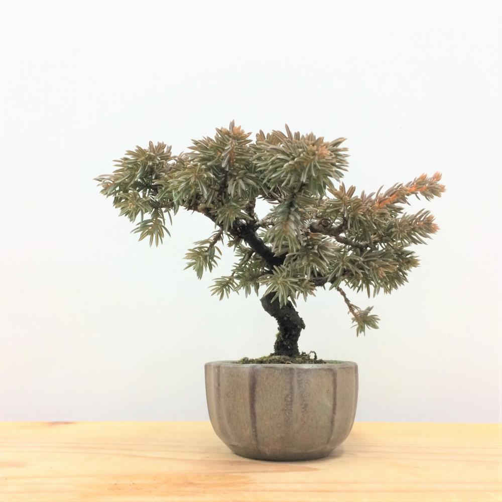 盆栽 紫杜松/盆栽、多肉植物、塊根植物、観葉植物通販/KIDORI -キドリ-