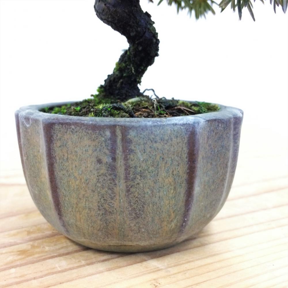 盆栽 紫杜松/盆栽、多肉植物、塊根植物、観葉植物通販/KIDORI -キドリ-