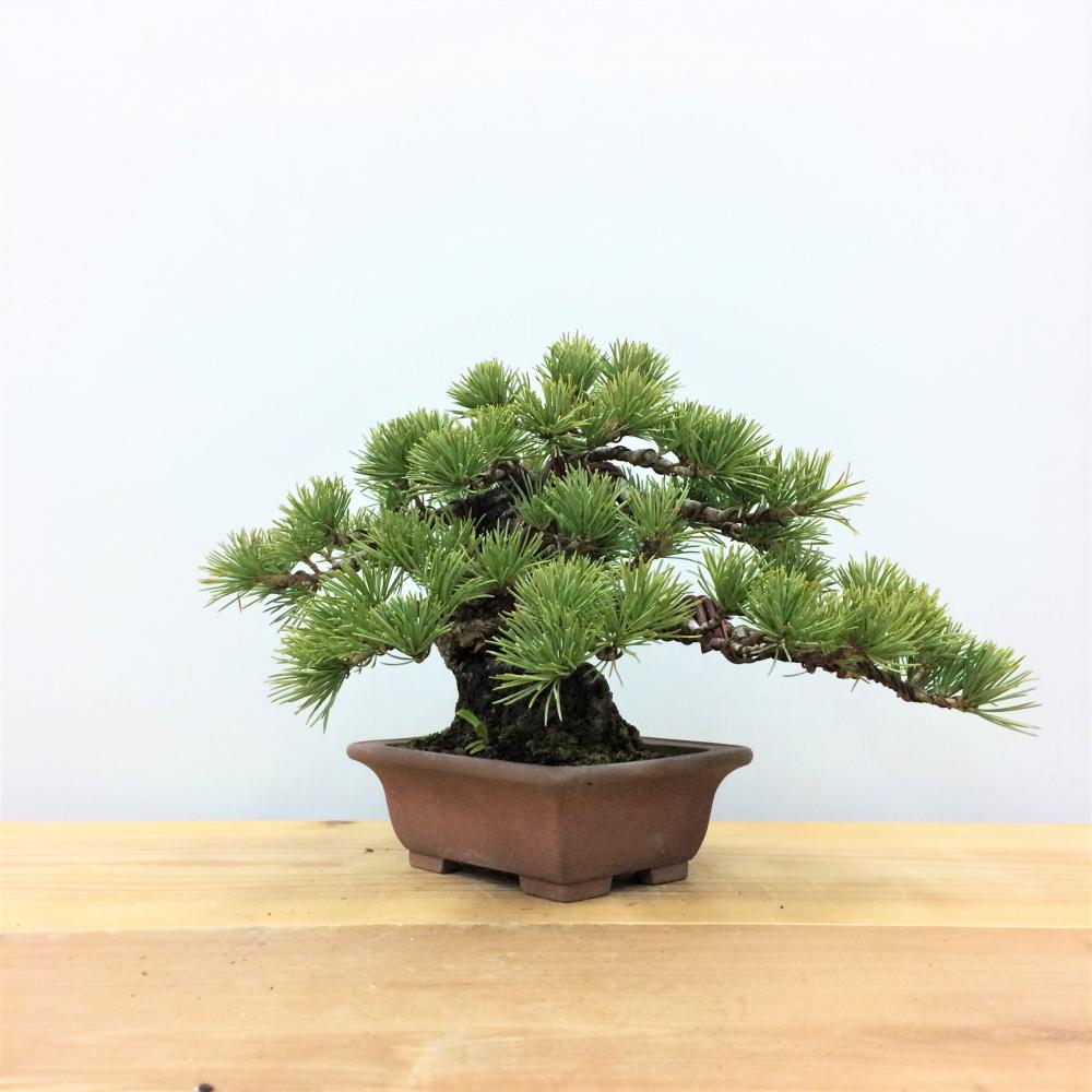 盆栽 五葉松 /盆栽、多肉植物、塊根植物、観葉植物通販/KIDORI -キドリ-