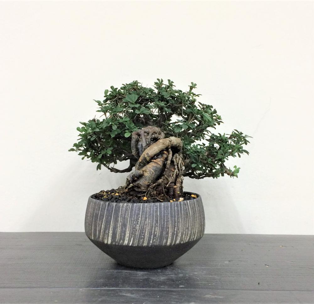 盆栽 群雀 -ムレスズメ-/盆栽、多肉植物、塊根植物、観葉植物通販