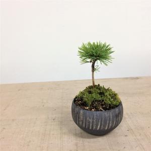 ミニ盆栽 五葉松 実生株 村雨XS/盆栽、多肉植物、塊根植物、観葉植物