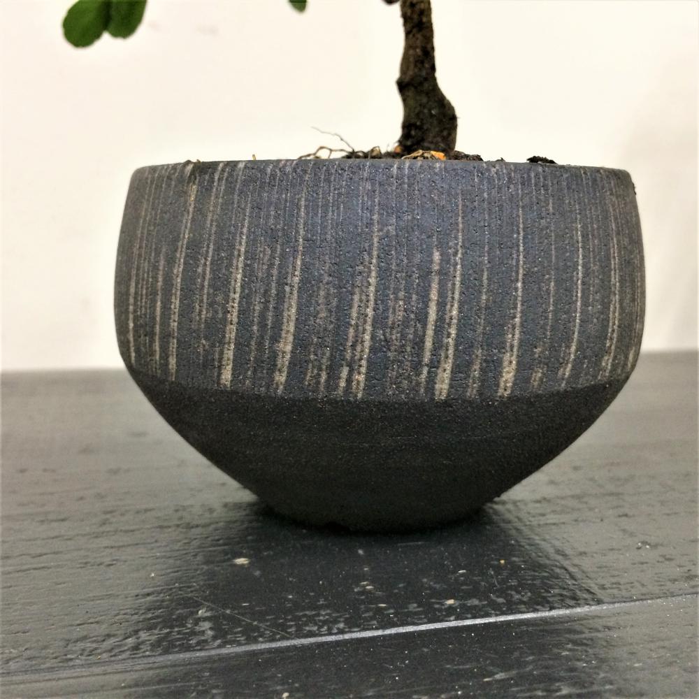 ミニ盆栽 ハリツルマサキ 村雨/盆栽、多肉植物、塊根植物、観葉植物