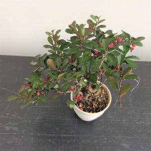 ミニ盆栽 ハリツルマサキ/盆栽、多肉植物、塊根植物、観葉植物通販