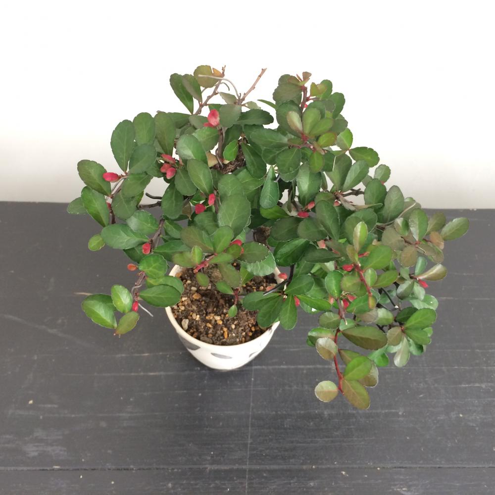 ミニ盆栽 ハリツルマサキ/盆栽、多肉植物、塊根植物、観葉植物通販