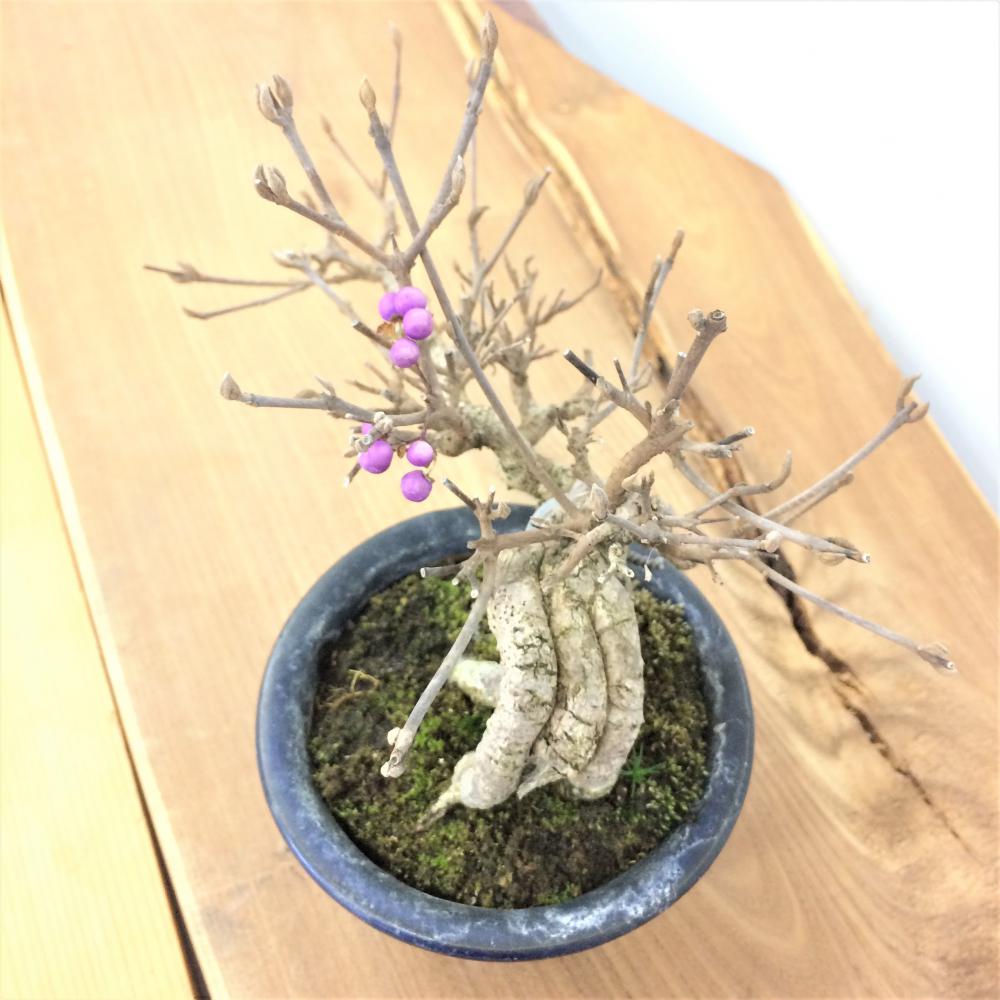 盆栽 紫式部-ムラサキシキブ-/盆栽、多肉植物、塊根植物、観葉植物通販