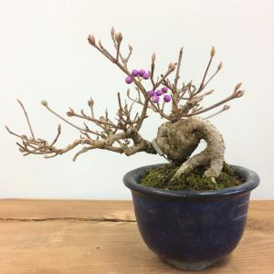 盆栽 紫式部-ムラサキシキブ-/盆栽、多肉植物、塊根植物、観葉植物通販
