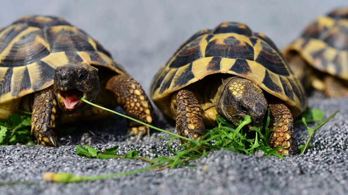 結局「亀」は英語で何とTurtleとTortoiseのどっちが正しいの？| Kimini