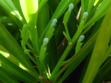 イヌマキの雌花