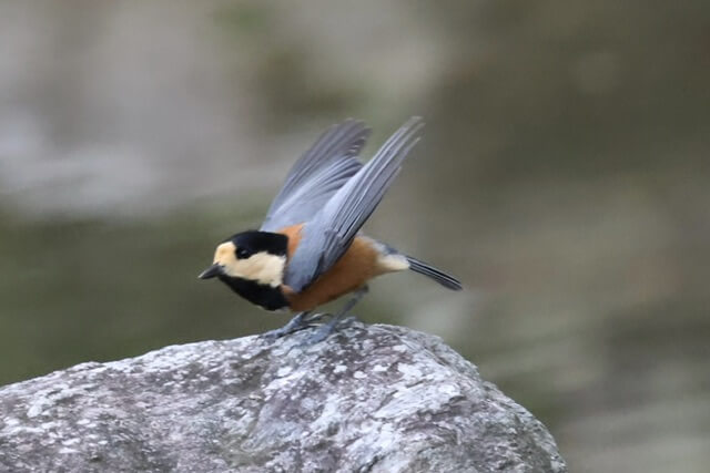 人生で初めて、超望遠な人たちに混じって、野鳥を撮る。｜記憶カメラ
