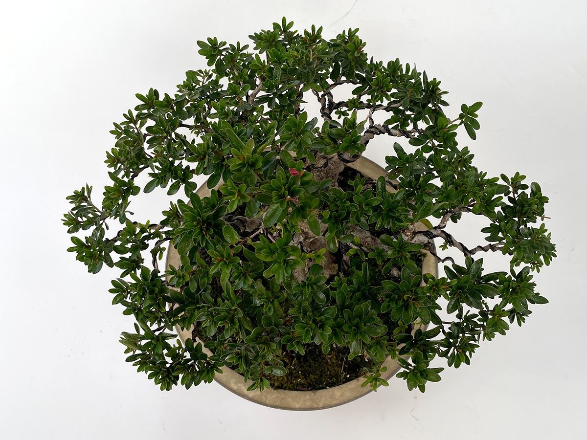 2210-2401 | 北関東盆栽組合