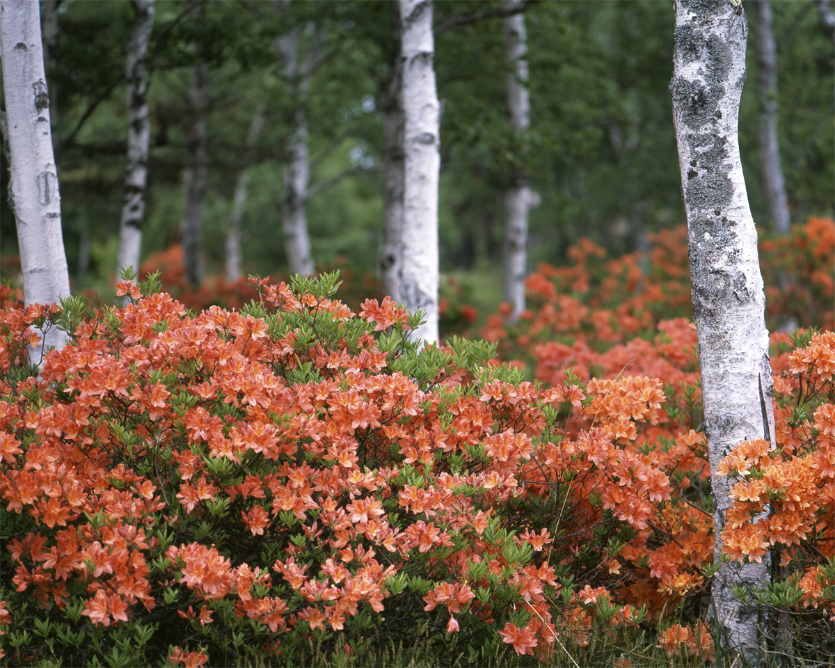第156話 フジノン大判レンズ FUJINON W 125mm 1：5.6 応用範囲の広い
